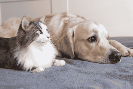 Five Ways to Keep Your Cat Healthy