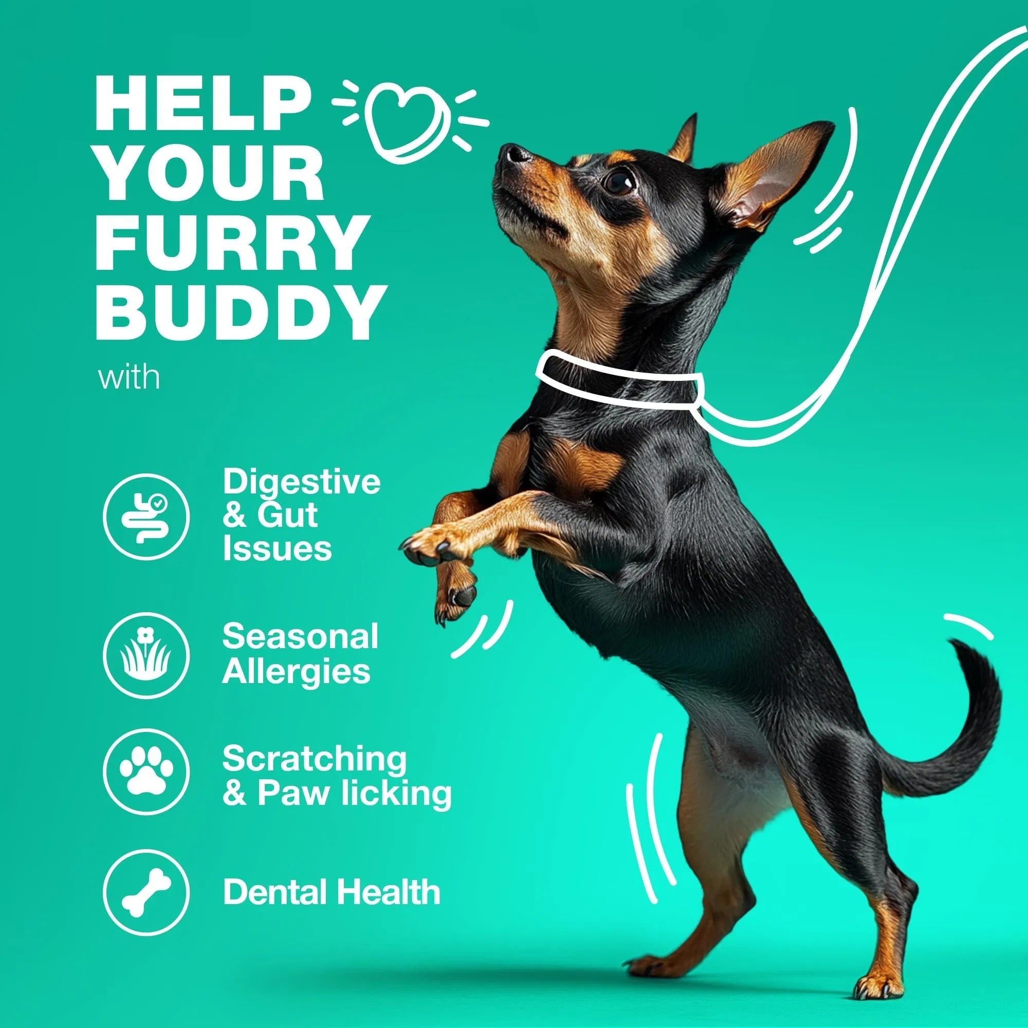 Probiotics For Dogs Support Gut Health Immunity